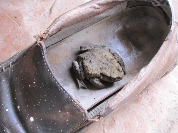 My Dad, And The Toad Who Lived In His Shoe
