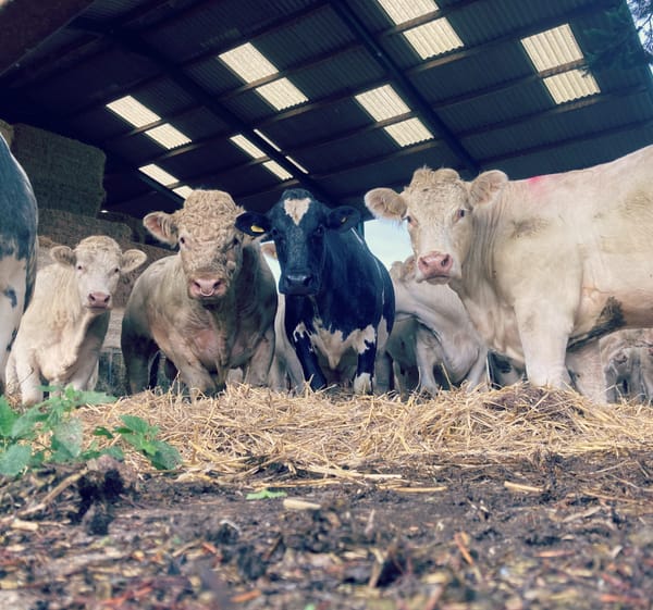 A Few Brief Bits And Bobs For Your Ears And Eyes