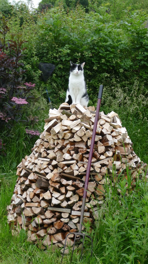 The Cat Who Travelled Through Time